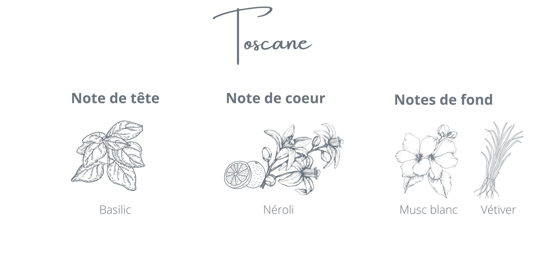 Recharge - Toscane - Coton Corail - Bougie montréal - chandelle rechargeable - note basilic néroli