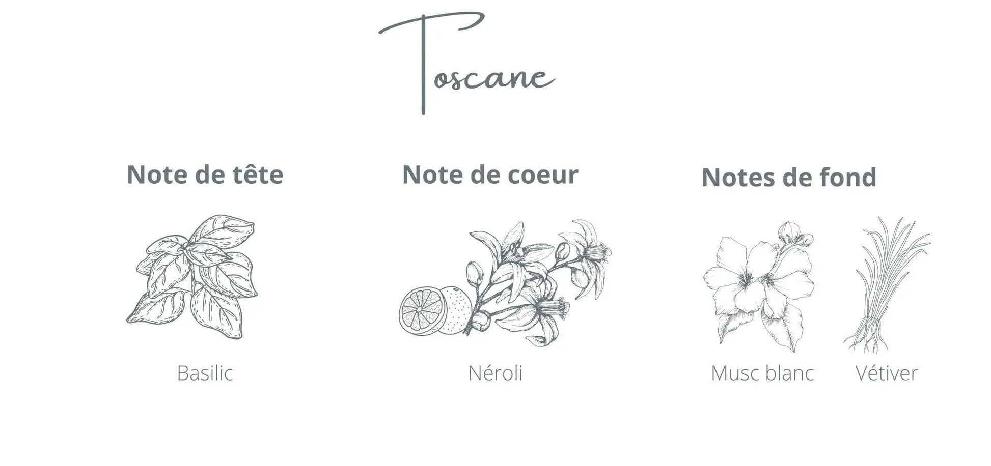 Recharge - Toscane | Basilic + Néroli Coton Corail Bougie Parfumée - Fait au québec